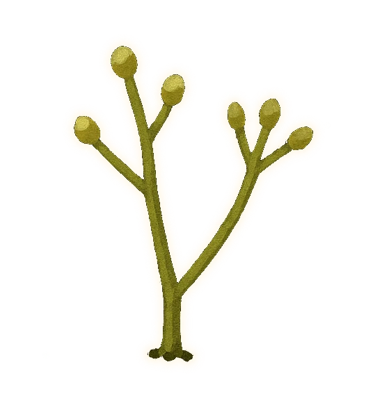 a few centimetres of forking, leafless green stems, splitting into two even branches again and again, with small rounded capsules at the branch tips
