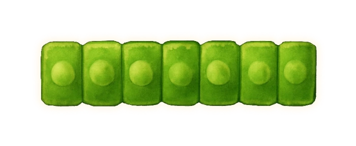 a short straight filament of seven or eight large box-shaped cells joined end to end like the carriages of a train, each cell a translucent fresh grass-green and far chunkier than a bacterium, holding one softly-defined rounded body inside it