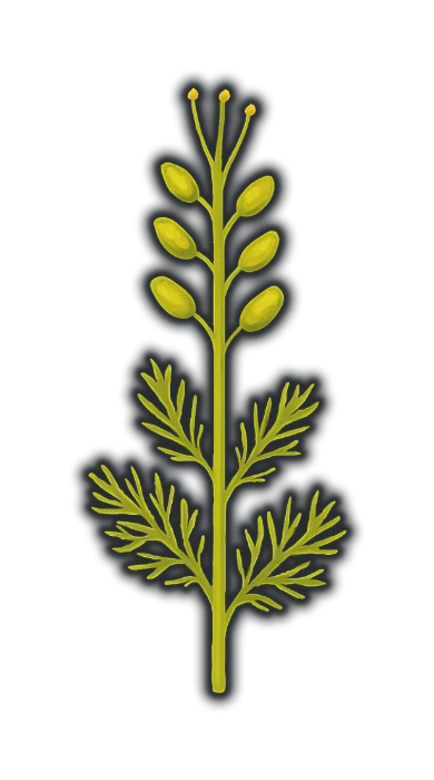 a slender aquatic stem in bright fresh yellow-green with finely divided feathery leaves, carrying along its upper length a row of small paired seed pods and bare stamens attached directly to the stem, with no petals anywhere