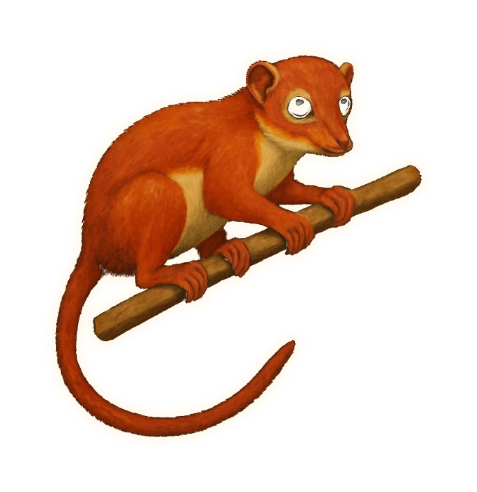 a small squirrel-sized animal gripping a branch, its hands and feet wrapped right around it, with a narrow pointed furry muzzle like a squirrel's, a small rounded head, large forward-facing eyes, short soft fur in a warm chestnut-red with a cream belly, and a long slender tail held out for balance