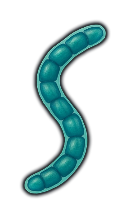 a single gently curved filament of cells strung end to end like a string of beads inside a clear sheath, each cell a rounded cylinder, the whole filament a strong blue-green teal