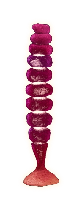 a short upright tuft of red alga in a deep saturated wine-red, almost purple: a single unbranched filament of stacked disc-shaped cells, like a narrow pile of coins, anchored at its base by a small holdfast